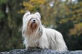 SHIH TZU 172